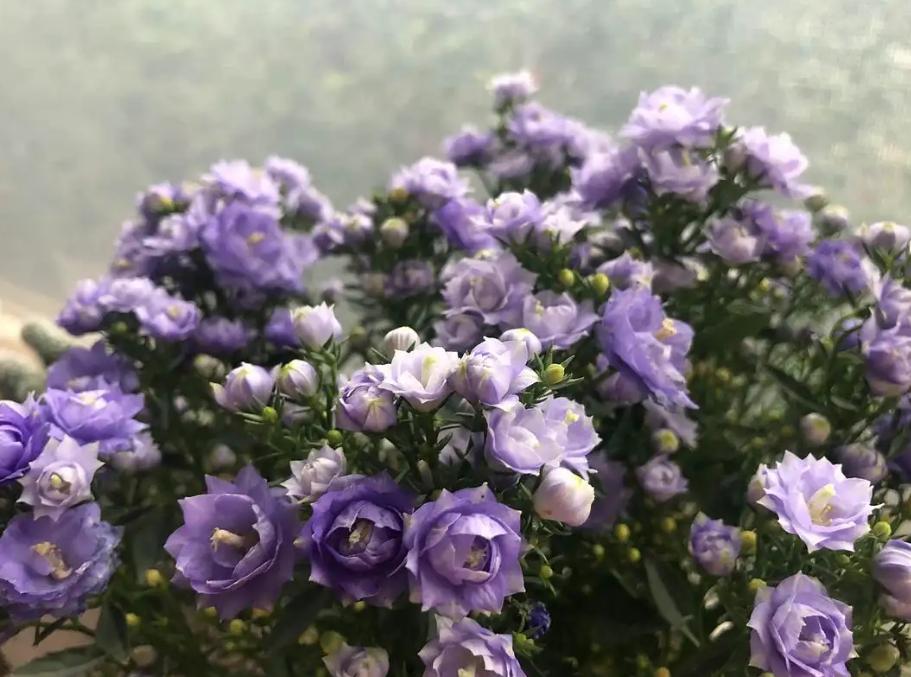 重瓣丹麦风铃花为什么养不活,重瓣风铃花该怎么养