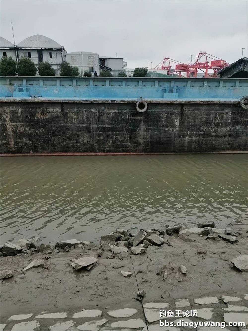 钓鱼王大鲫饵料是什么香味,钓鱼王大鲫和本味有什么区别