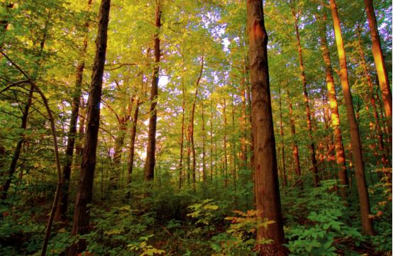 加拿大林业可持续开发,现代化林业加工产业