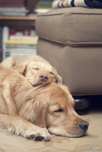 狗狗得了关节炎怎么办?使用中医还是西医药物?