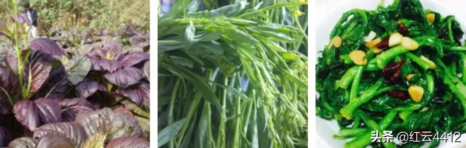 云南的青菜,云南青菜好吃的标准