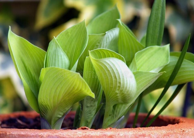 观赏药用两不误紫玉簪,大叶抗寒观赏植物玉簪