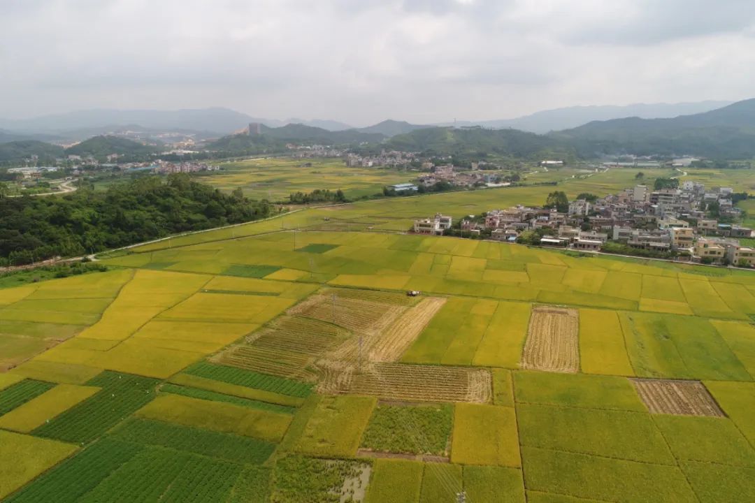 佛冈这十年：农业更强、农村更美、农民更富