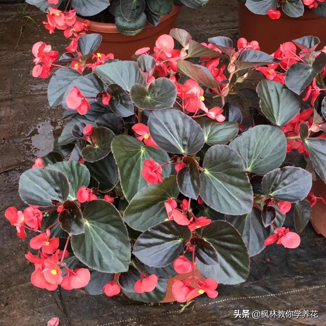 6种花夏天要遮阴养护,6种花适合新手养护轻松开爆盆