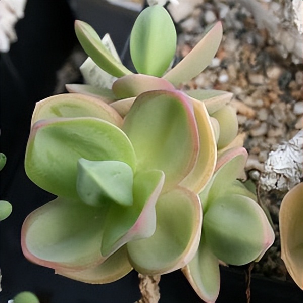 102个大类近500个多肉植物图片，都极其美丽，建议在家中也养一盆