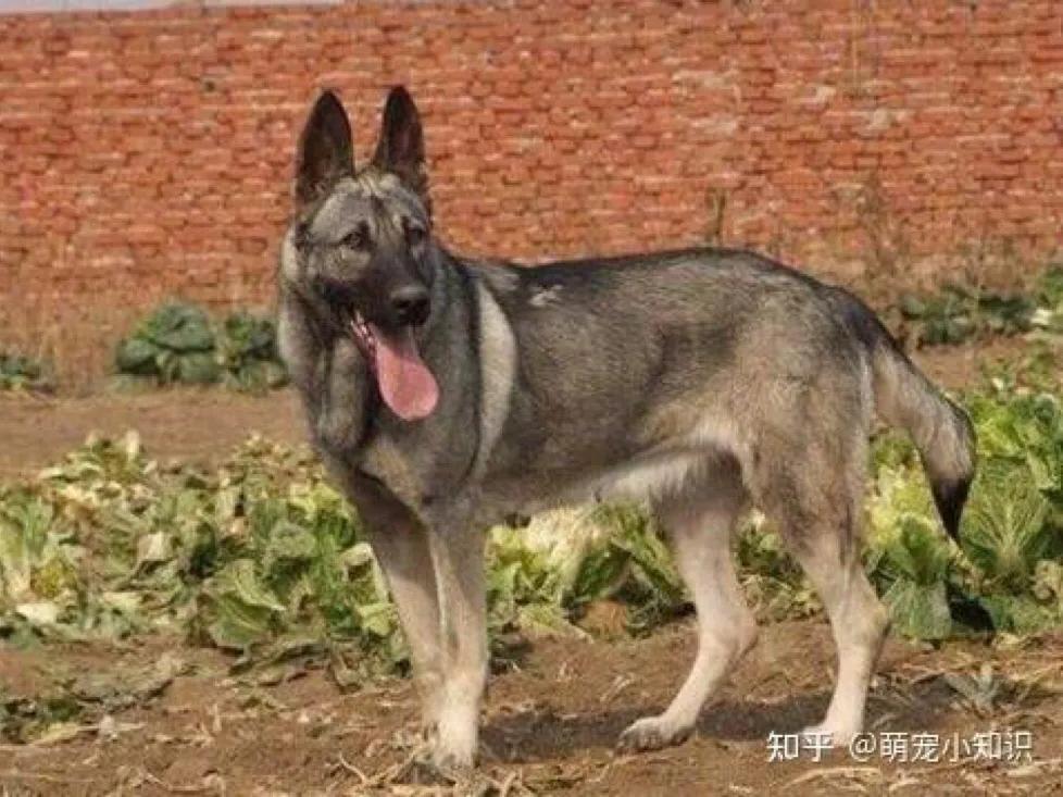 狼青犬起名字,狼青犬昆明犬