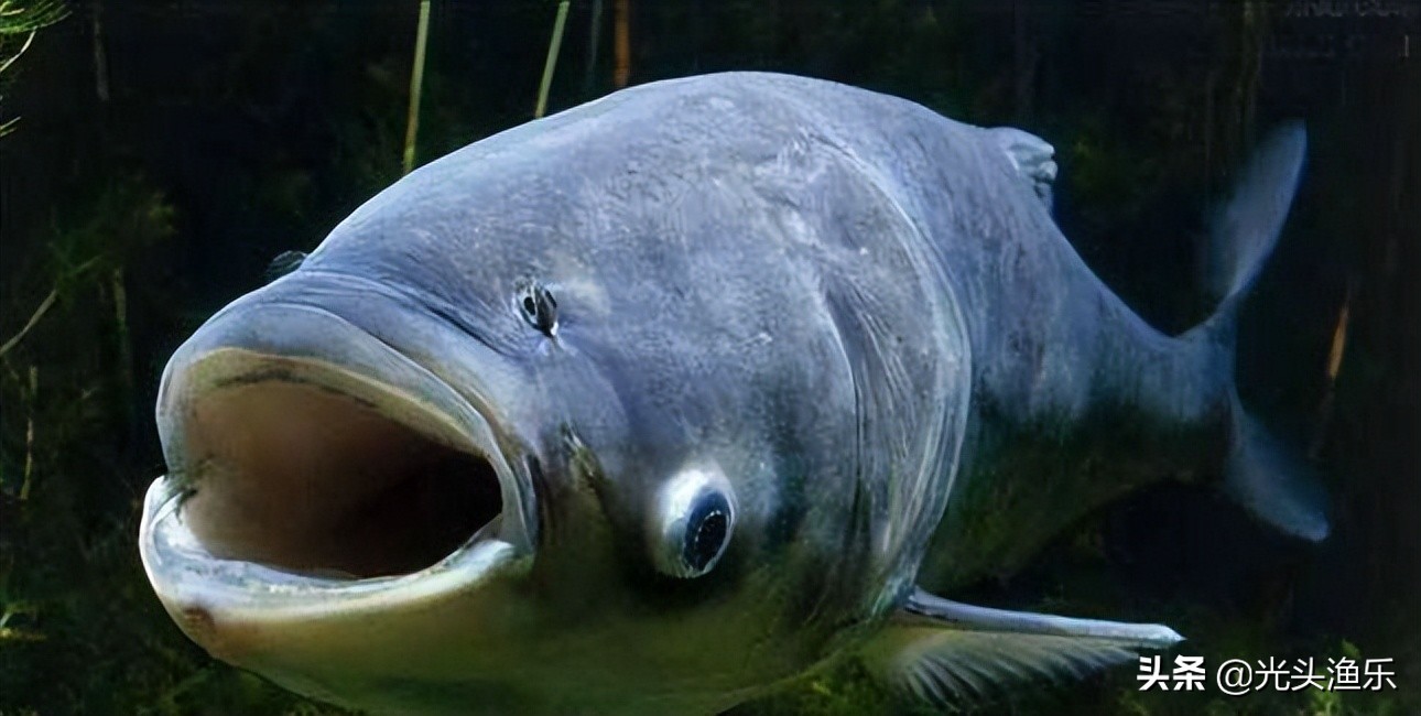 喝水就长肉，一次产卵百万枚，鱼类为何没能成为主要肉类？