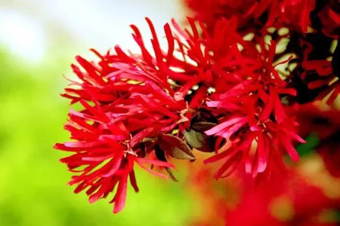 红花檵木介绍牌,红花檵木解说