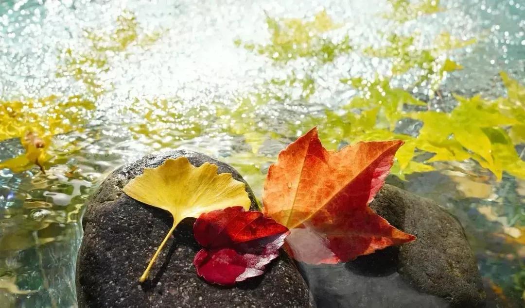 加代赖氏传奇故事详细讲解,加代vs赖氏兄弟8完整版