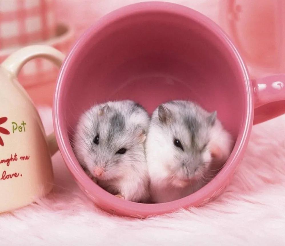 仓鼠食物挑食怎么办,仓鼠吃不下饭吃什么食物