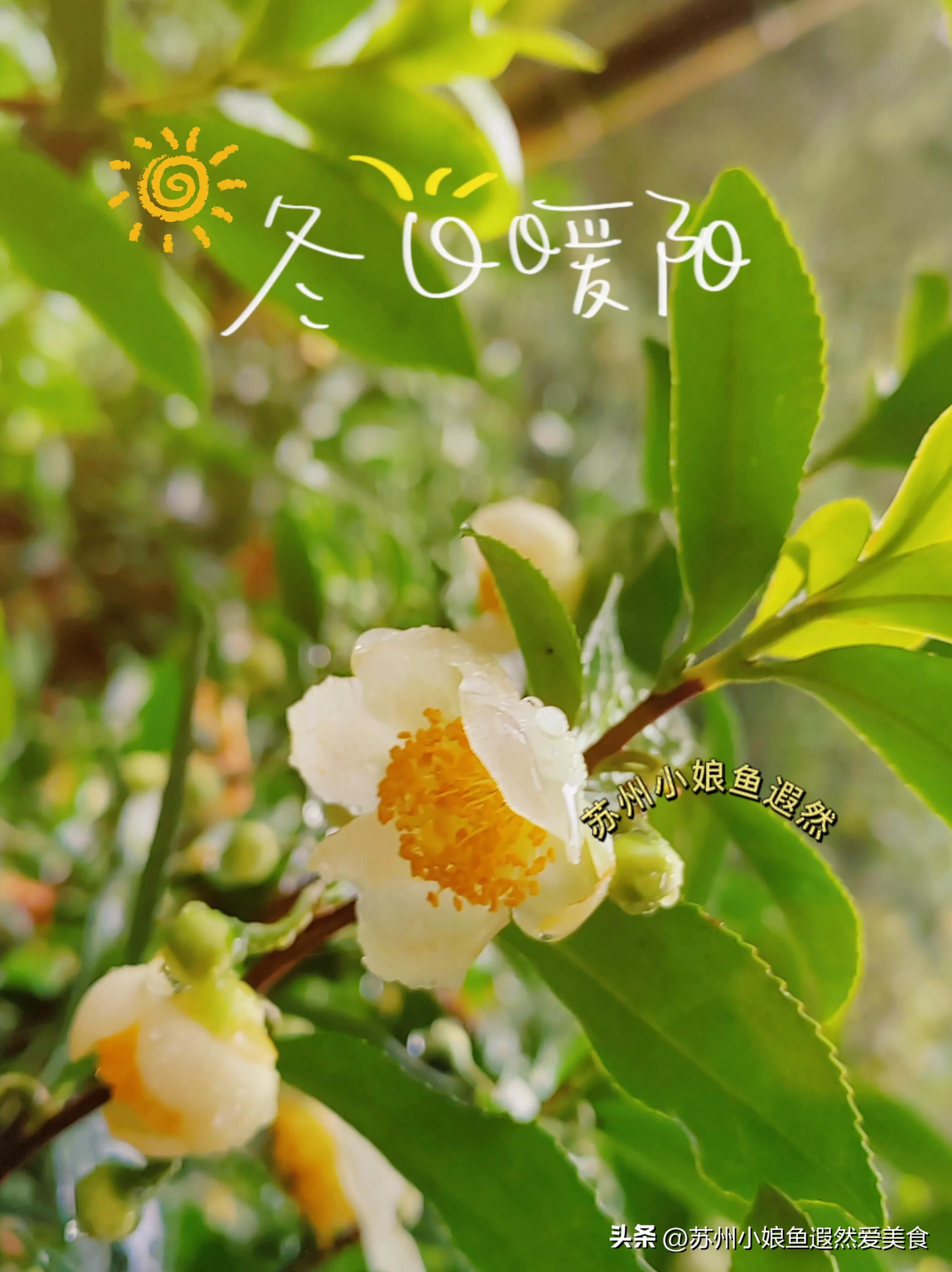 苏州古寨旅游攻略,苏州一日游攻略探索更好玩的景点