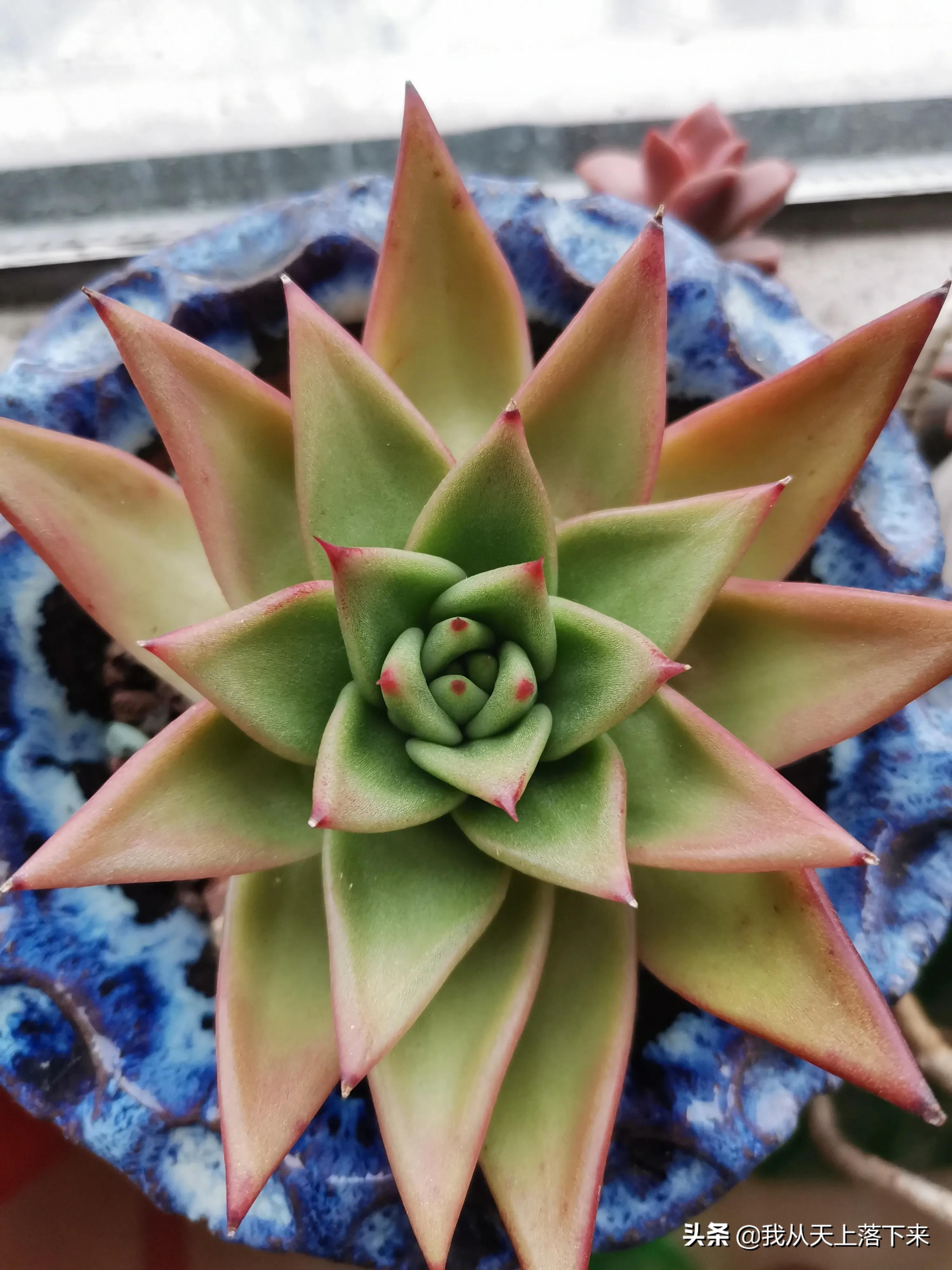 多肉品种及图片大全欣赏,多肉品种辨别图片大全欣赏