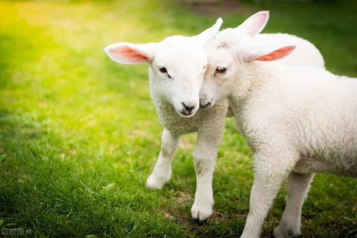 羊需要哪些矿物质和微量元素,羊饲料营养知识