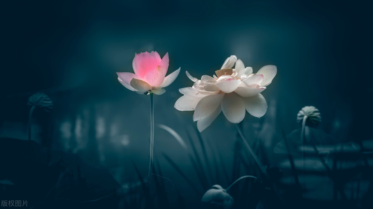 减肥食谱一日三餐跟着吃就能瘦,超实用有效的减肥饮食方法