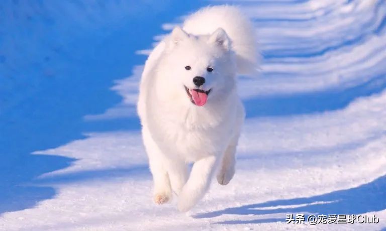 微笑天使萨摩耶犬图,萨摩耶犬是狗狗界的微笑天使