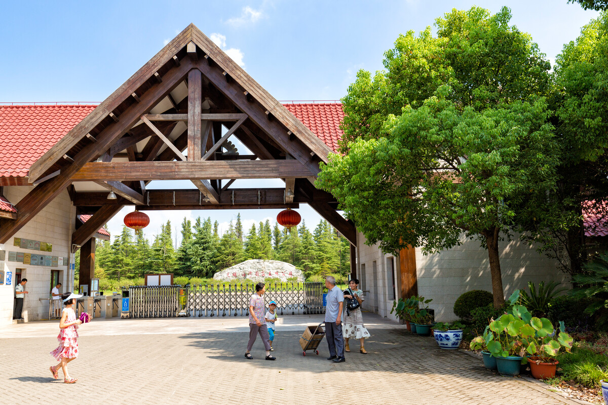 魔都上海共青森林公园,魔都赏荷天花板海湾森林公园