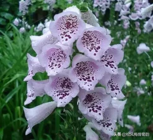 花儿朵朵开，香艳惹人爱，闻香觅花来，弄花香满衣