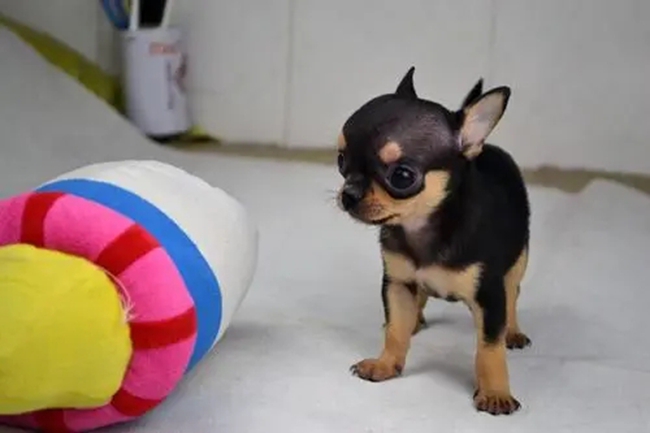 老年吉娃娃犬支气管哮喘的症状,吉娃娃得了神经炎怎么治疗