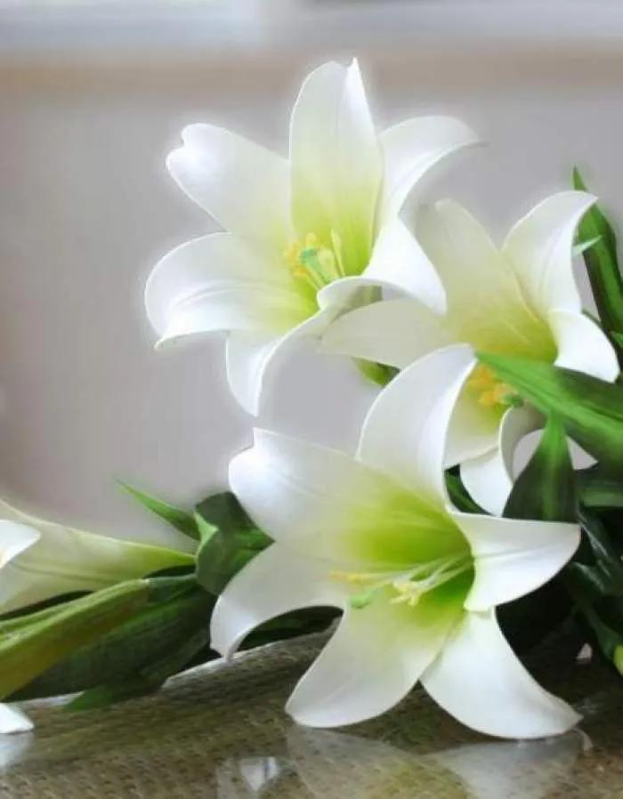 纯洁的百合花图片大全,纯洁的百合花