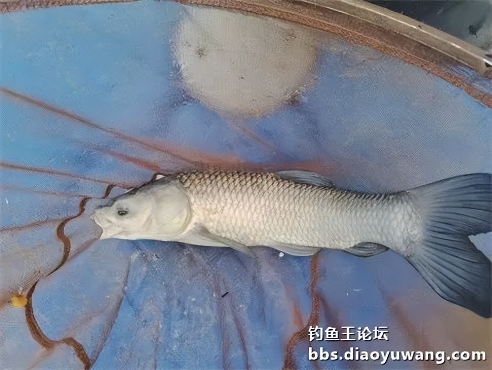 钓鱼王王者风范，拿捏多鱼种轻松