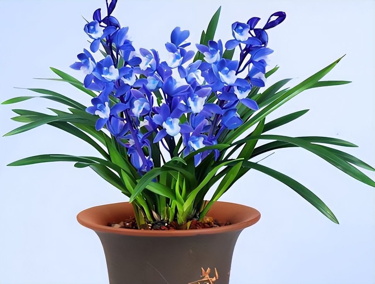 最好养的兰花四季兰品种,哪种兰开花又香又好看