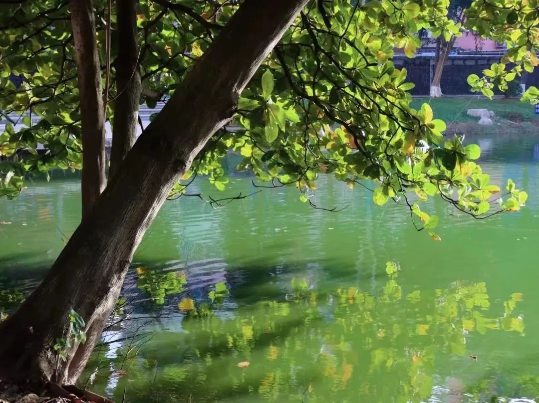 海南大学招生章程,海南大学2019全日制招生简章