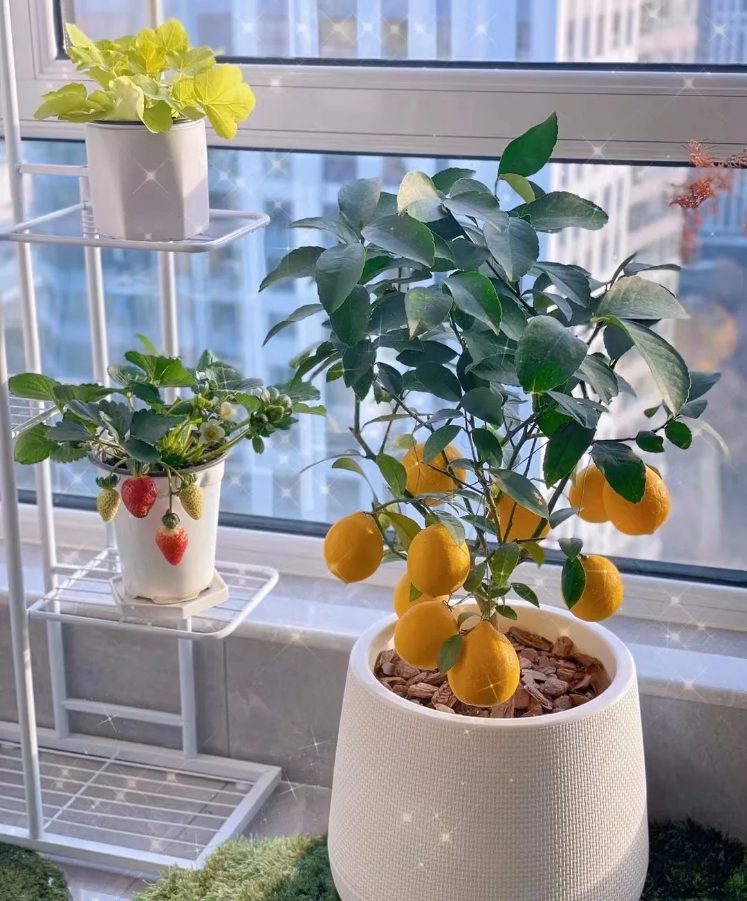 家庭客厅养什么花好看又旺财,客厅最吉祥的三种花