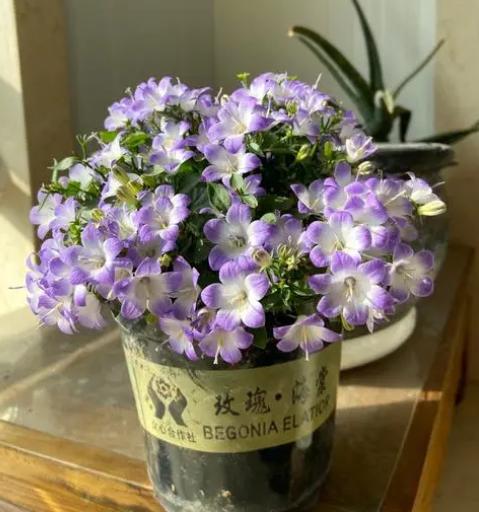 重瓣蓝色风铃花的养殖方法,风铃花水里怎么养