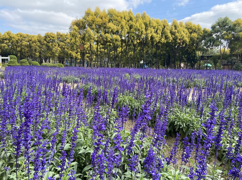 五一免费入园的汉服活动,汉服游园优惠活动