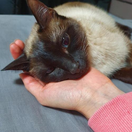 不建议养猫的十大坏处,养猫的危害和注意事项