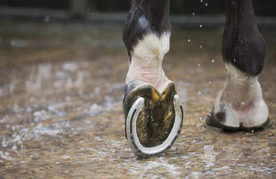 马必须要装马蹄铁吗,马为什么要佩戴马蹄铁