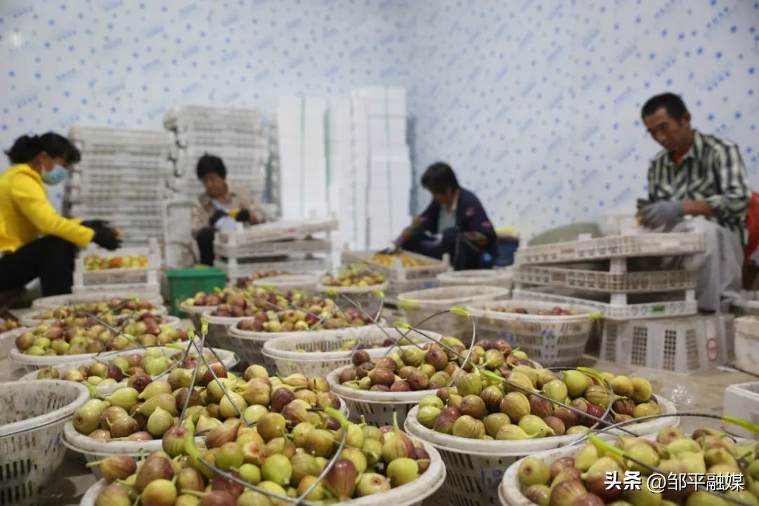 邹平市台子镇：推动新时代妇女工作高质量发展
