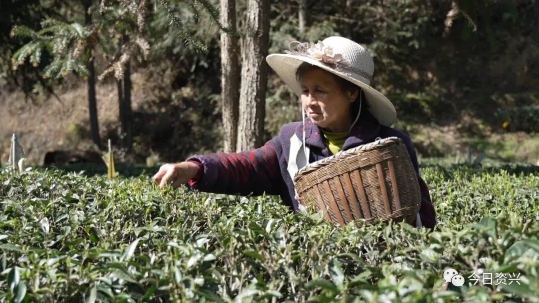 郴州狗脑贡茶特产,狗脑贡茶和福成四件宝