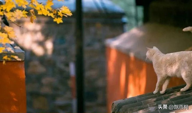 金庸天龙八部的解析,金庸天龙八部小说讲的什么