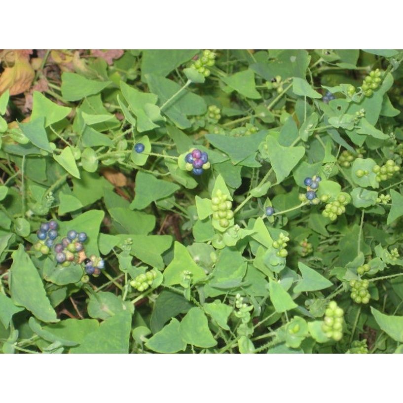 农村13道特色美食,13道农村特色美食