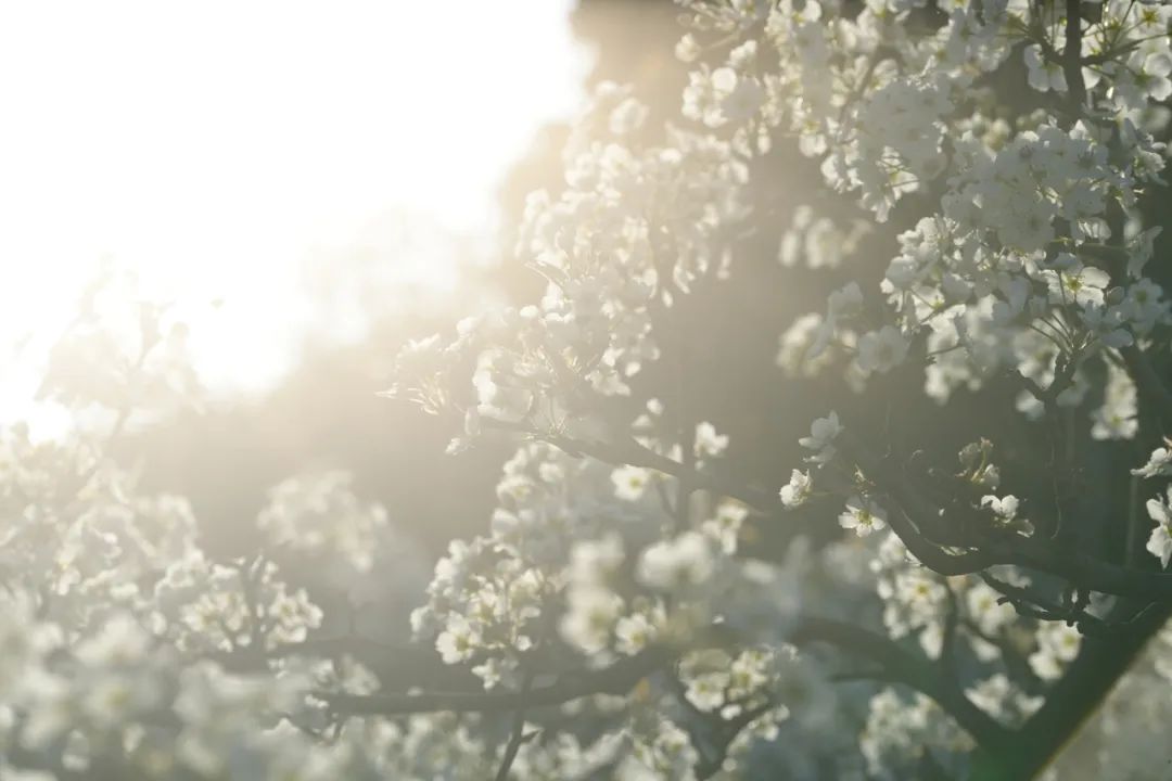 成都市区现实版桃花源记在哪里,成都公交可达的古镇