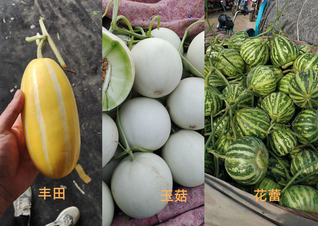 甜瓜哪个品种比较好卖,最新甜瓜产地价格