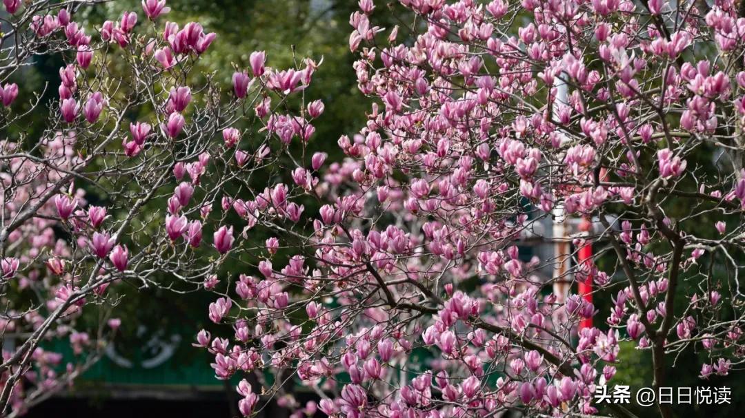 湖北荆州：石首“繁花”上大分↑即将刷爆朋友圈！