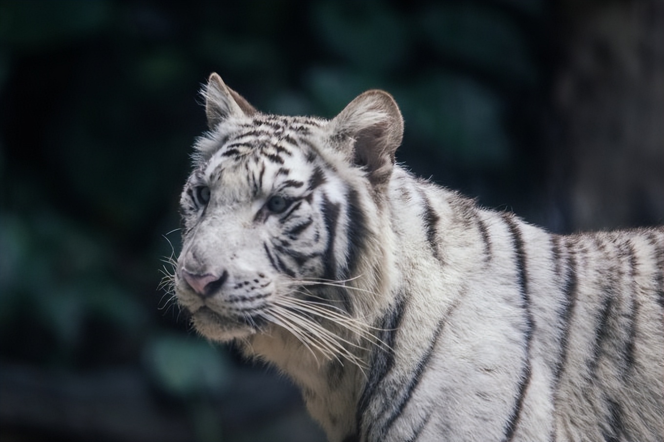 广州长隆最全游玩攻略飞鸟乐园,广州长隆哪两个主题乐园适合老人