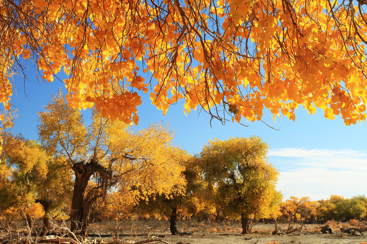 火车旅行最美十条线路,火车旅行最美十条线路短途