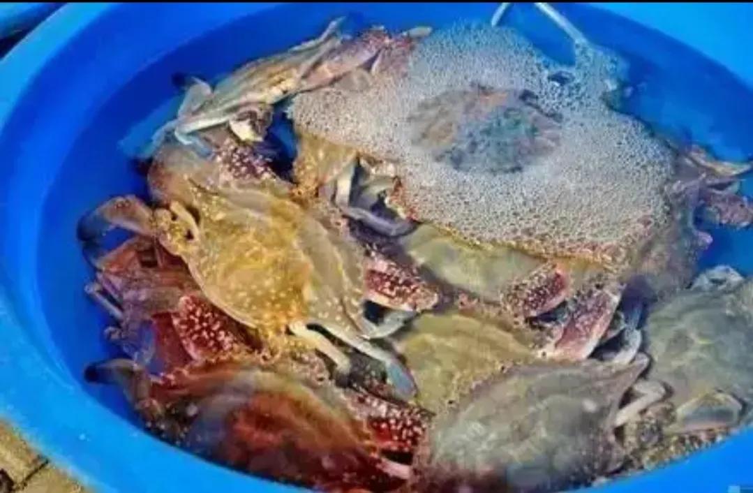 揭秘卖海鲜的,卖海鲜干货的骗局