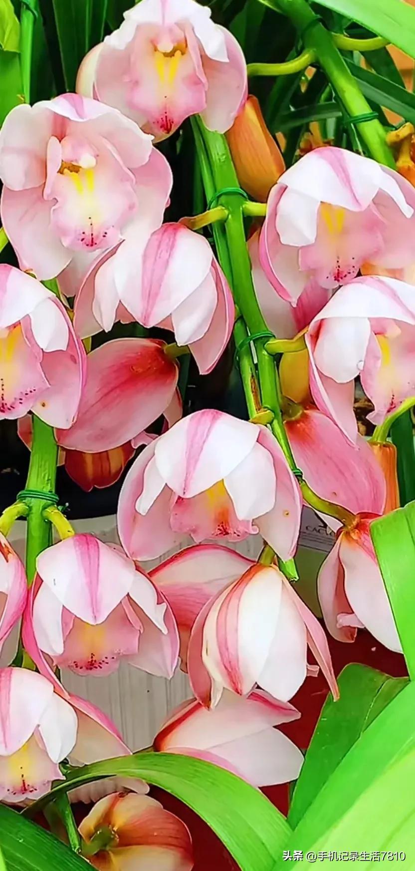 蕙兰花图片欣赏,叶子宽的黄花大蕙兰图片