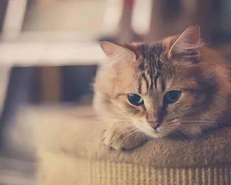 我拿命生下女儿,婆婆却把姑姐的孩子过继给我们,让人心寒