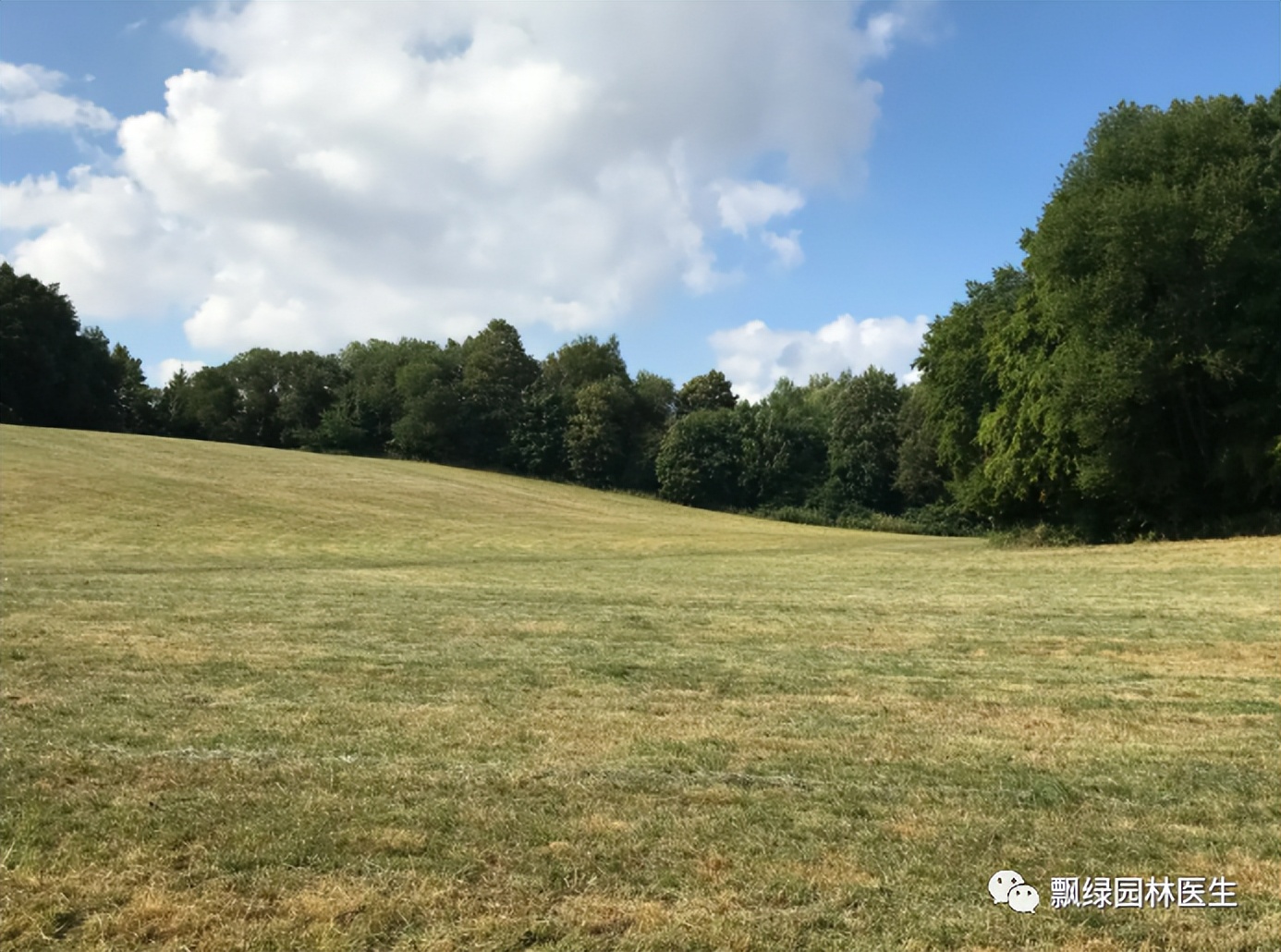 草坪发黄发枯是什么原因,草坪出现枯黄病怎么治理