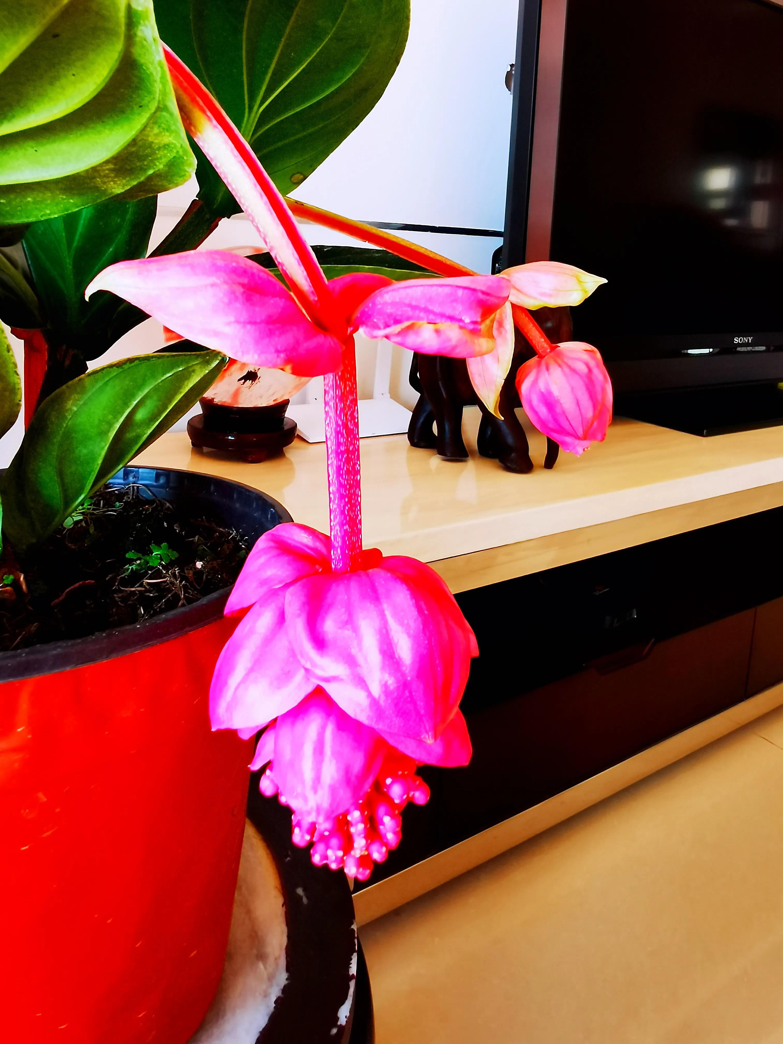 一盆兰花一个世界,一盆兰花图片大全