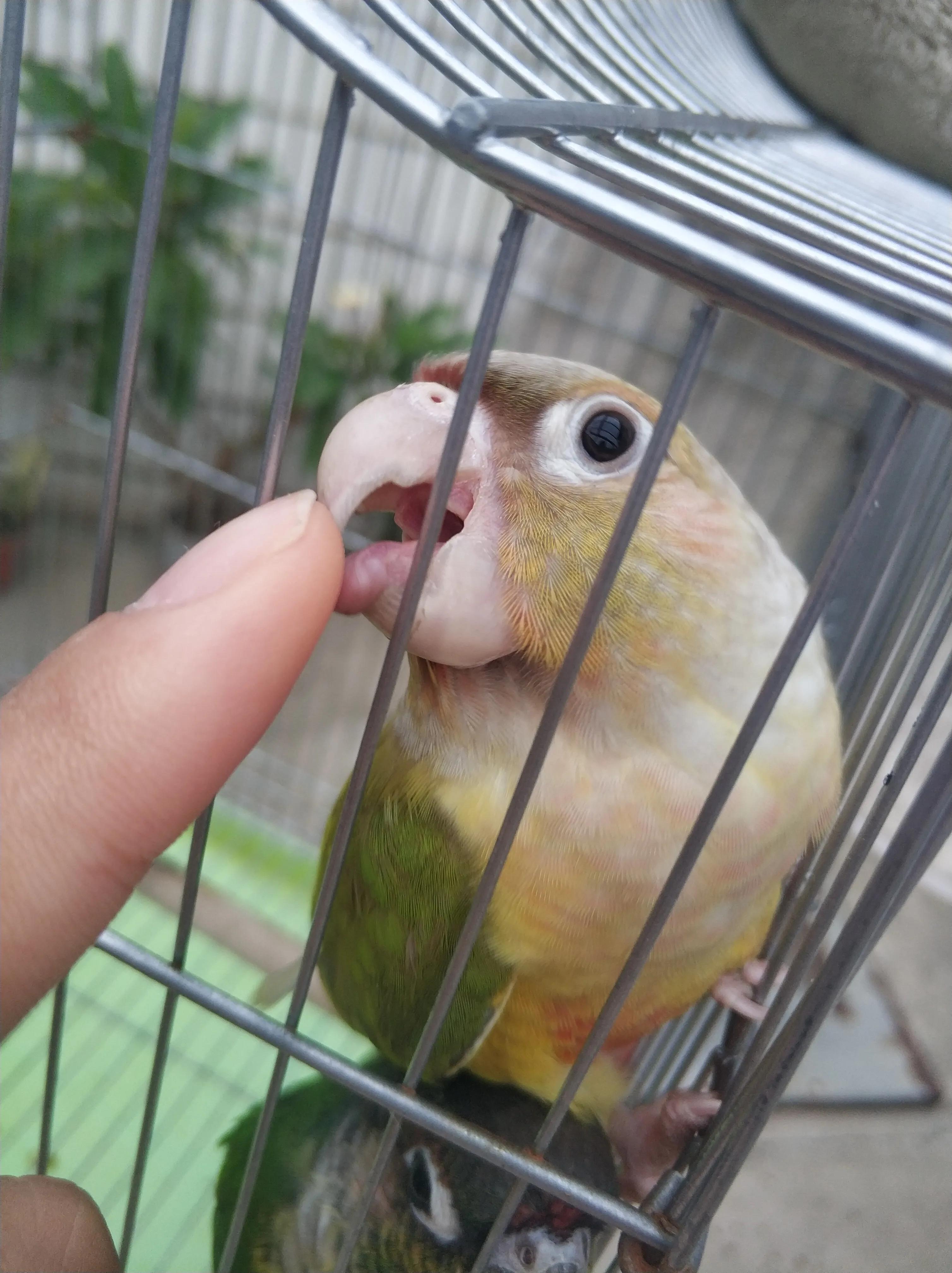 鹦鹉太粘人是什么感觉,怎么养鹦鹉粘手