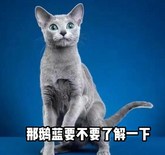 盘点猫咪世界,探索猫咪的奇妙世界