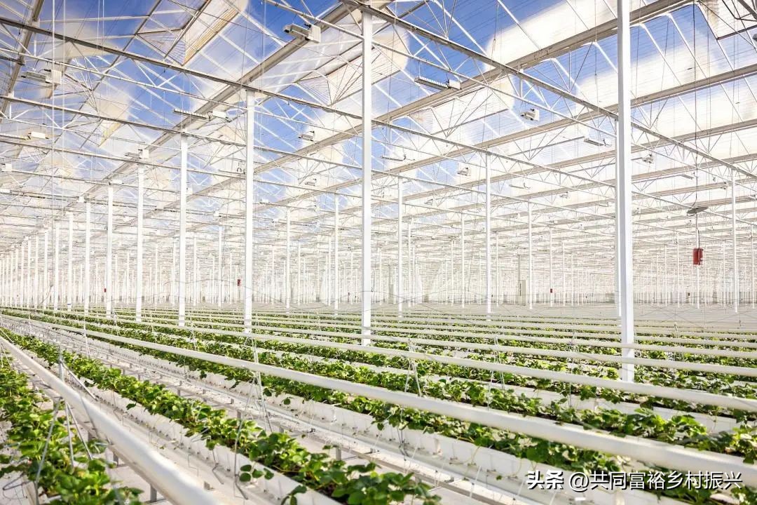 世界十大最顶尖的农产品强国,世界十大新型农业产品