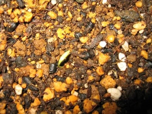 山西老农砍柴发现藏金洞,山西老汉发现山洞洞里藏金砖