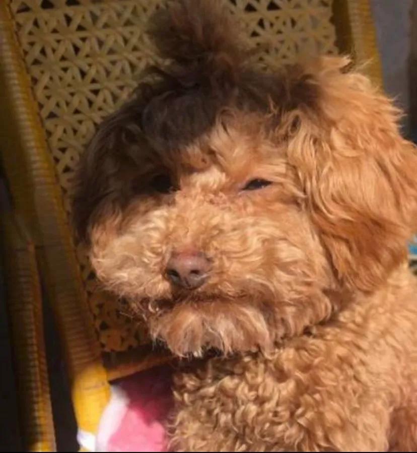 狗狗呕吐拉稀不吃东西还能活多久,狗狗老了站不起来了还能活多久